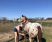 and-more-poa-horse
