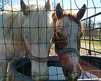 attention-poa-horse