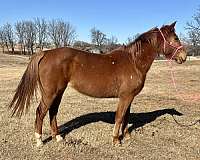 athletic-quarter-horse