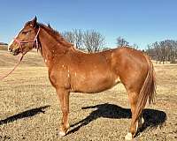 all-around-quarter-horse