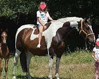 skewbald-mare