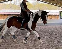 bald-horse