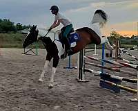 pinto-bald-horse