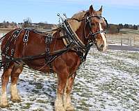 draft-belgian-horse