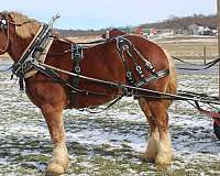 husband-safe-belgian-horse