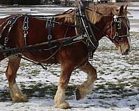 kid-safe-belgian-horse