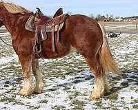 lesson-belgian-horse