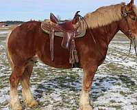 mounted-patrol-belgian-horse