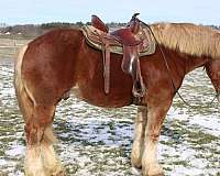 parade-belgian-horse
