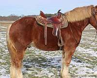 team-driving-belgian-horse