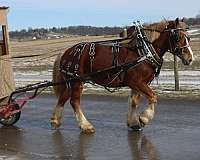 western-riding-belgian-horse