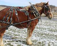 pleasure-driving-belgian-horse