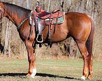 all-around-appaloosa-horse