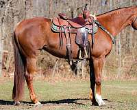 athletic-appaloosa-horse