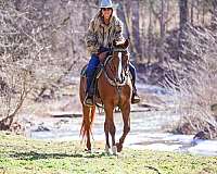barrel-appaloosa-horse