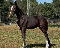 diaginal-white-socks-a-narrow-blaze-horse