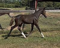bay-diaginal-white-socks-a-narrow-blaze-horse