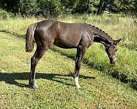 age-clydesdale-horse