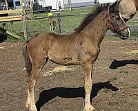 backed-clydesdale-horse