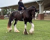 bay-filly-clydesdale-horse
