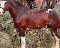 blaze-clydesdale-horse