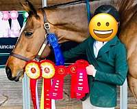 bone-clydesdale-horse