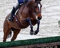 confident-clydesdale-horse