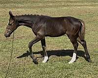 conformation-clydesdale-horse