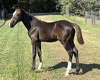 correct-clydesdale-horse