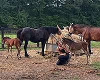 dam-clydesdale-horse