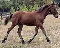 bay-small-white-spot-on-right-front-coronet-horse