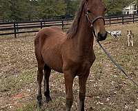 amateur-draft-horse