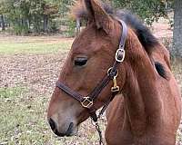 bay-gelding-draft-horse