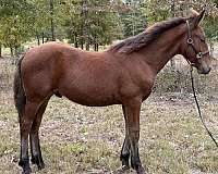 classic-draft-horse