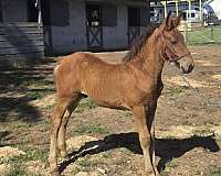 clean-draft-horse