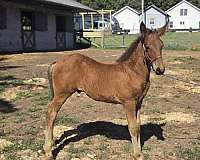 combined-draft-horse