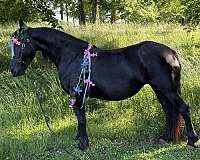 cream-draft-horse