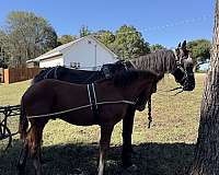 curious-draft-horse