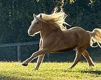 dam-draft-horse