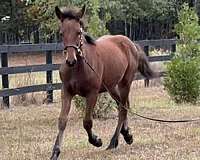 small-white-spot-on-right-front-coronet-horse