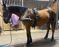 balanced-draft-horse