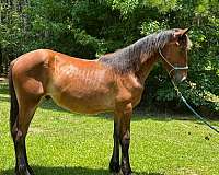 conformation-draft-horse