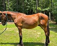 driving-pony-draft-horse