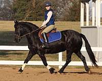 none-horse