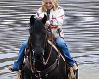 all-around-friesian-horse