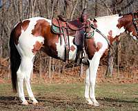 tovero-trail-class-compet-horse