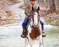 all-around-paint-horse
