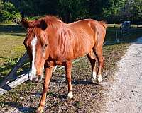 sorrel-paint-gelding-mare