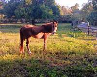 experienced-gaited-gelding-mare