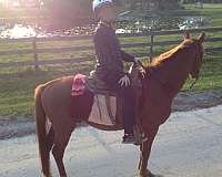 sorrel-quarter-horse-gelding